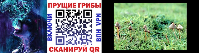 Галлюциногенные грибы MAGIC MUSHROOMS как найти Бирск